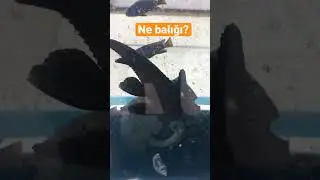 #shorts #short #balık #fish