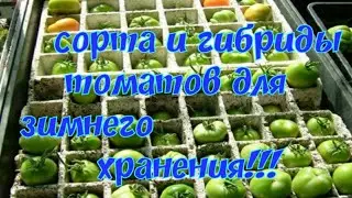 Сорта томатов для длительного хранения до 6 месяцев/Томат Жираф и томат Адонис F1