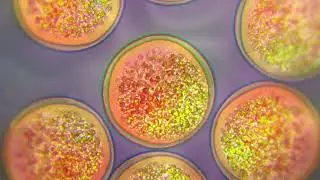 Astaxanthin Video C