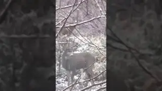 Big Boy #blacktailhunter #blacktaildeer #deerhunting #hunting #howtohunt