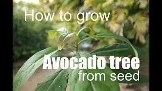 HOW TO GROW AVOCADO TREE FROM SEED.