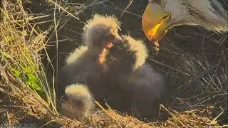 3/28/2018 - Eagle and Raptor News - 5 pm  PST / 8 pm EST