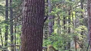 Hairy Woodpecker Video on Tree in Forest