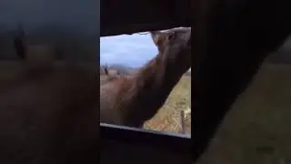 Жизнь любит смелых.