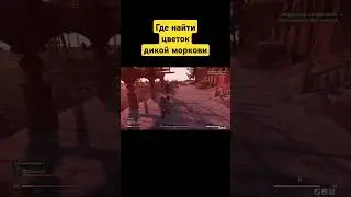 Fallout 76/Где найти цветок дикой моркови 