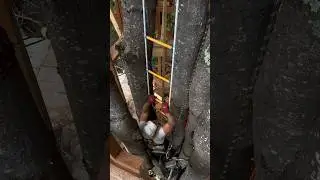 ПОЖАРНАЯ лестница на дереве. 