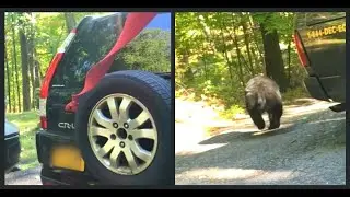 Bear Released After Getting Trapped in Vehicle