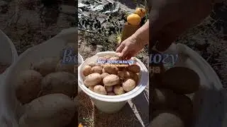 Картофель 2024. Итоги урожая 2024.