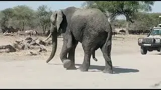 Elefante Exitado, Tarangire. فيل متحمس, 興奮的大象, 흥분한 코끼리, excited elephant, взволнованный слон.