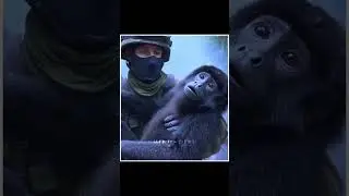 Why are the howler monkeys dying?
