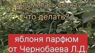 Яблоня Парфюм от Чернобаева Л.Д.