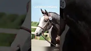 Offspring sired by Stallion Lord Adonis