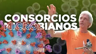 ¿Qué son los consorcios microbianos y por qué importan?