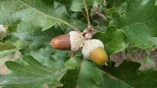 Le chêne pubescent, un arbre méditerranéen