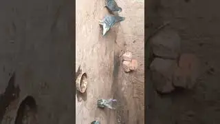 #birdlovers #shorts #pigeon #lovestatus ಪಾರಿವಾಳ ##birdsounds #birdwatching