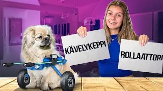 PAPPA-Koira Päättää Päivän! 👴🏻