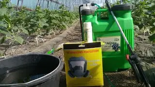 Огуречный паутинный клещ. Профилактика. Как избавится.