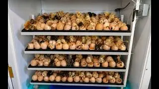 300 Eggs in a Brand New Incubator… Will They Hatch?