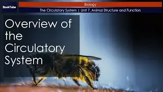 Overview of the Circulatory System | The Circulatory System | Unit 7. Animal Structure and Function
