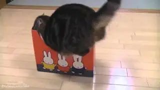 Cats2