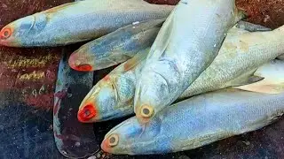 Amazing Fish Slice Cutting | CT 360*🔪