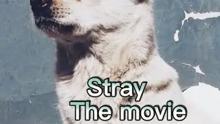 Stray the movie￼