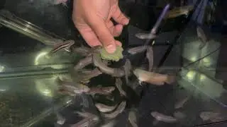 Betta macrostoma juveniles eating seafood recipe