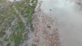 без находок и грязный как свинья