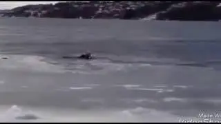 Мужик Спас Собаку