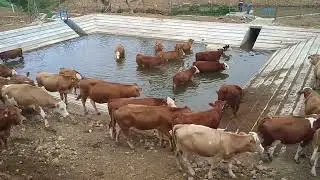 Ayo mandi...bareng...
