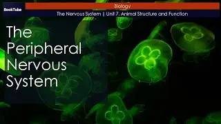 The Peripheral Nervous System | The Nervous System | Unit 7. Animal Structure and Function