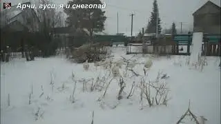 Арчи, гуси, я и снегопад