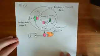 Nuclear Factor of Activated T Cells and Nuclear Factor Kappa B Part 3