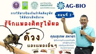 รู้จักแมลงศัตรูไม้ผล : ด้วง และแมลงอื่นๆ