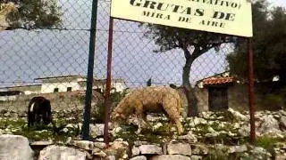 прикол осел на дереве
