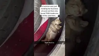 Kittens cuddling inside a tyre in a garage #kittens