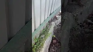 Не садіть дерева поблизу парканів господарських споруд та будинків