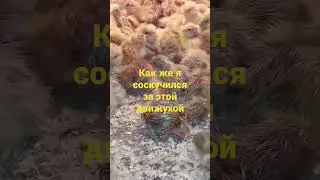 Перепёлки,перепёлочки!