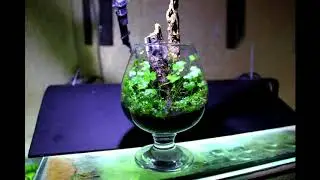 Мой путь в мир акваскейпа.
