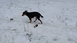 Собака похожая на чупакабру)