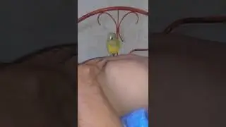 dançando Bum bum tam tam