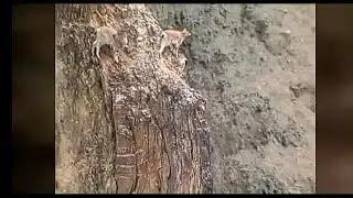 Горные козлы на краю пропости. Уму не постежимо!