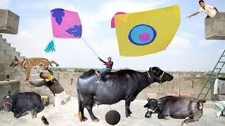 Kite Challenge School With Catch Cow