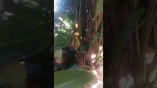 Easiest way to trim bird of paradise and banana plants.