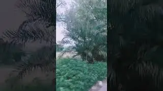 Morning Walk #aslamfaheem #morningwalk #beautifulmorningstatus #shorts  #youtubeshortvideos