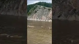 Большая вода не помеха для деревенских коров