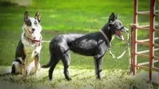 Chico State Stockdog Association Cattle Dog Clinic Spring 2013
