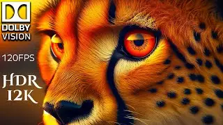 50,000 ANIMALS & NATURE in WORLD 12K HDR 120FPS #12K #ANIMALS