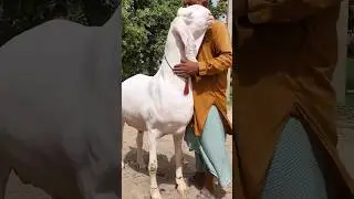 20 lac price of this goat 🐐 #goat #pakistan #shorts