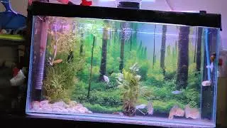 Discus burayak langsung cemplung tanpa aklimatisasi